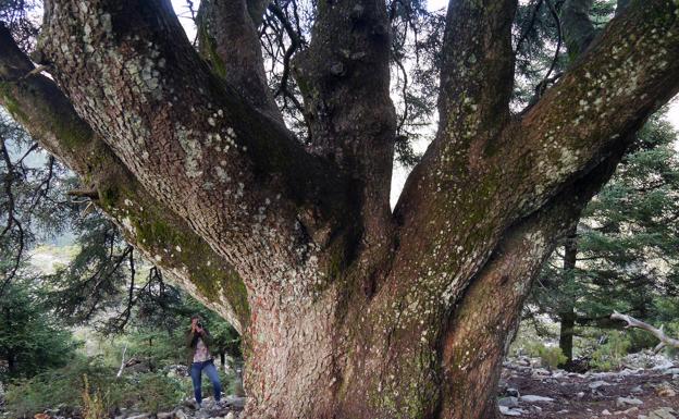 Pinsapo de la Escalereta. Foto Ricardo Pastor.