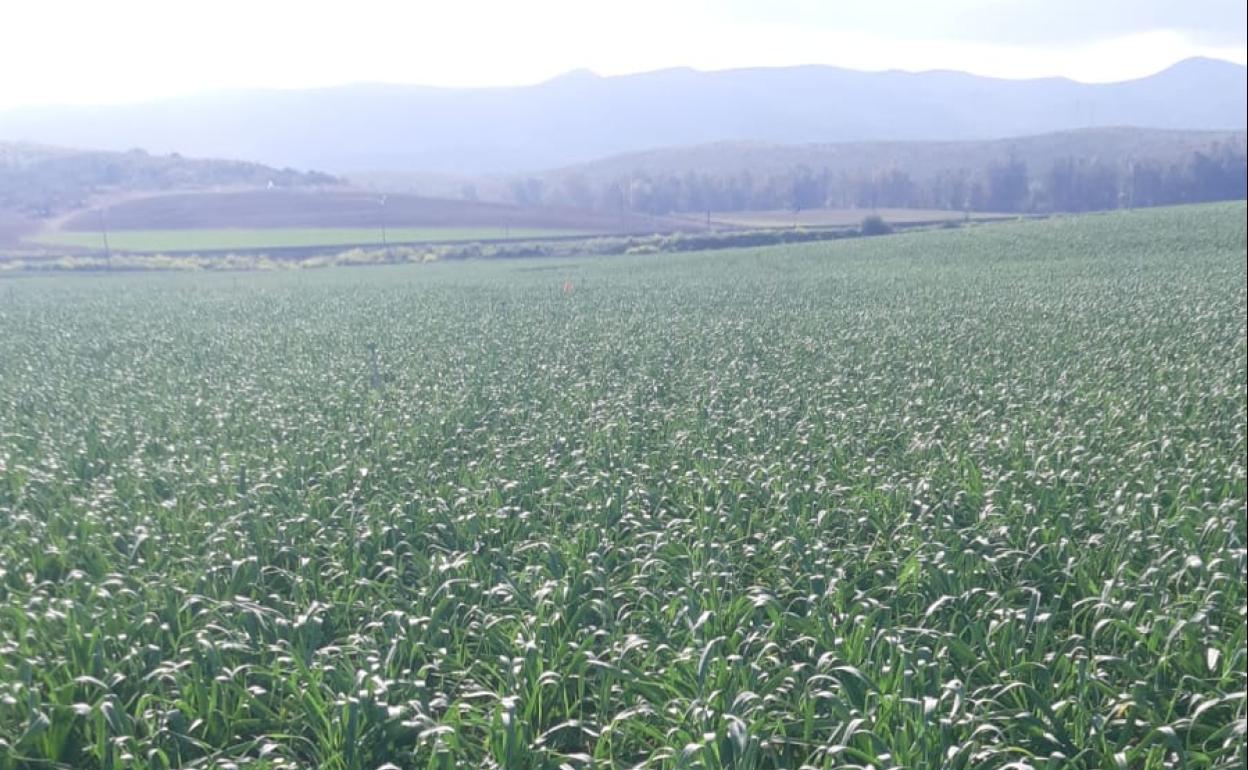 Cultivo de ajos en la vega de Antequera. 