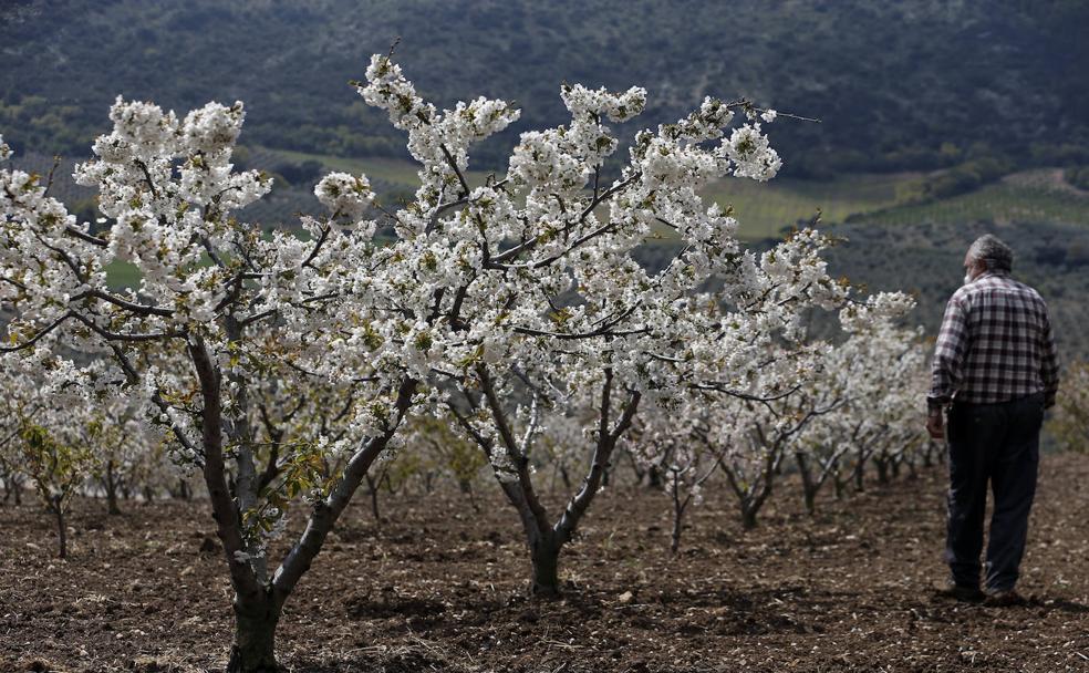 Alfarnate. La localidad malagueña cuenta con 50 hectáreas dedicadas a la producción de cerezas