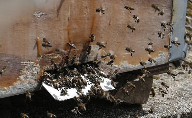 Las abejas garantizan la polinización del cerezo en la floración