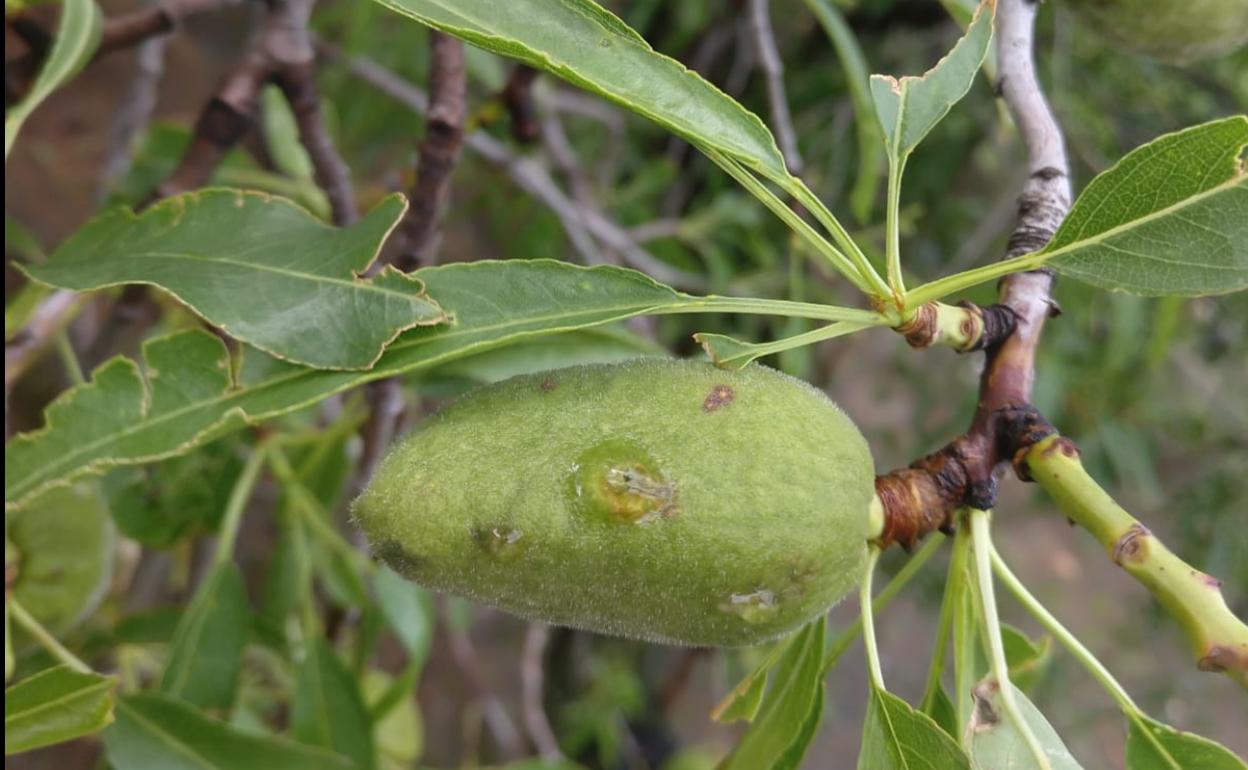 El almendro es el cultivo que más daño registra en la Axarquía a causa del granizo. 