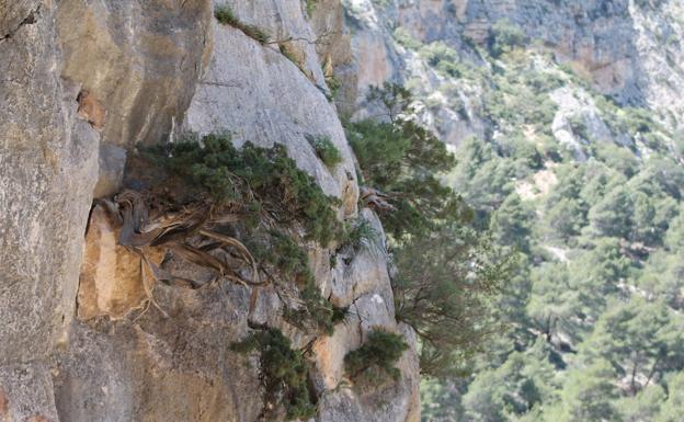 La sabina centenaria que está al inició del último cañón del Desfiladero de los Gaitanes