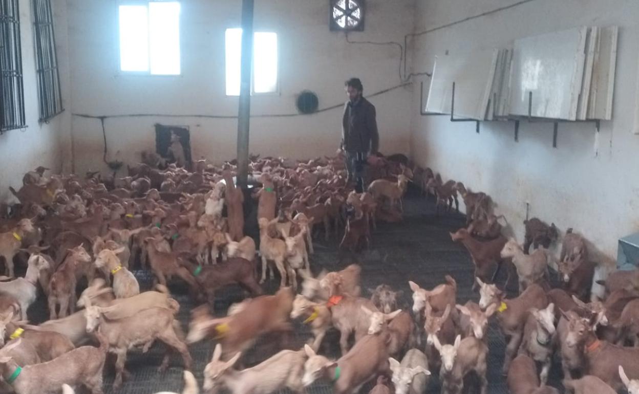 El presidente de Cabrama, Manuel Salcedo, en su explotación de caprino. 