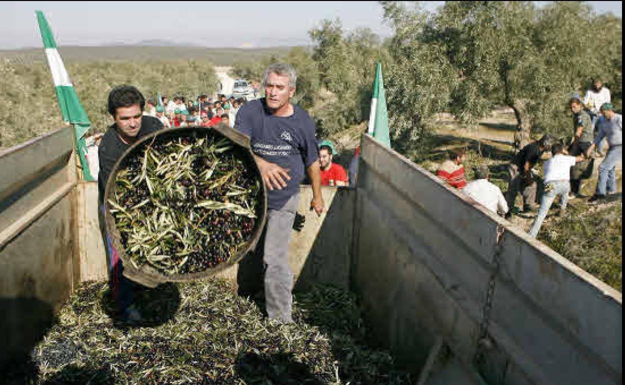 Jornaleros, durante la expropiación de una cosecha de aceituna.