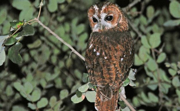 Ejemplar de cárabo, una especie que está presente en muchos parques. 