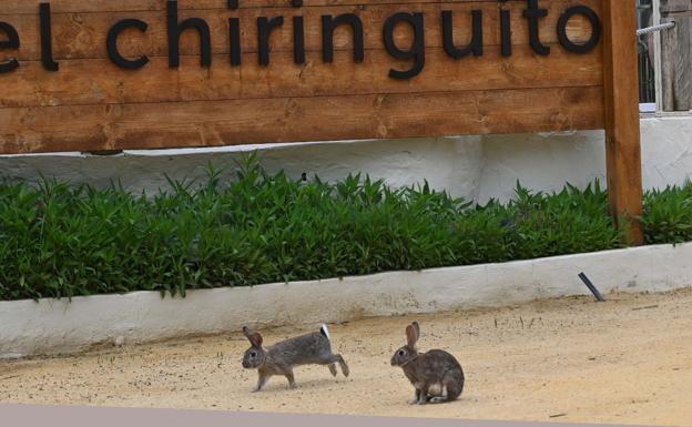 Conejos de paseo por la Milla de Oro de Marbella. 