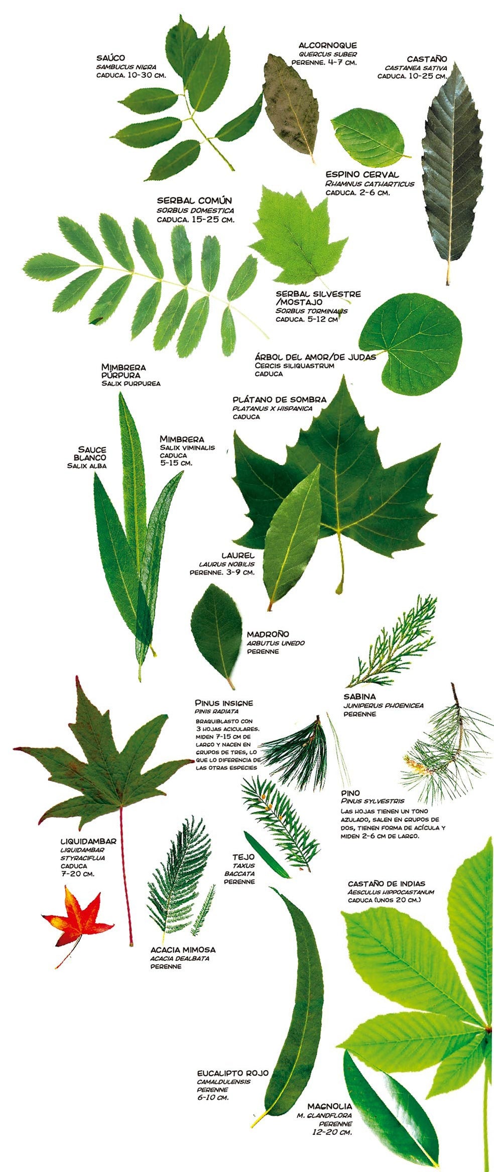 ¿Hacemos un herbario?