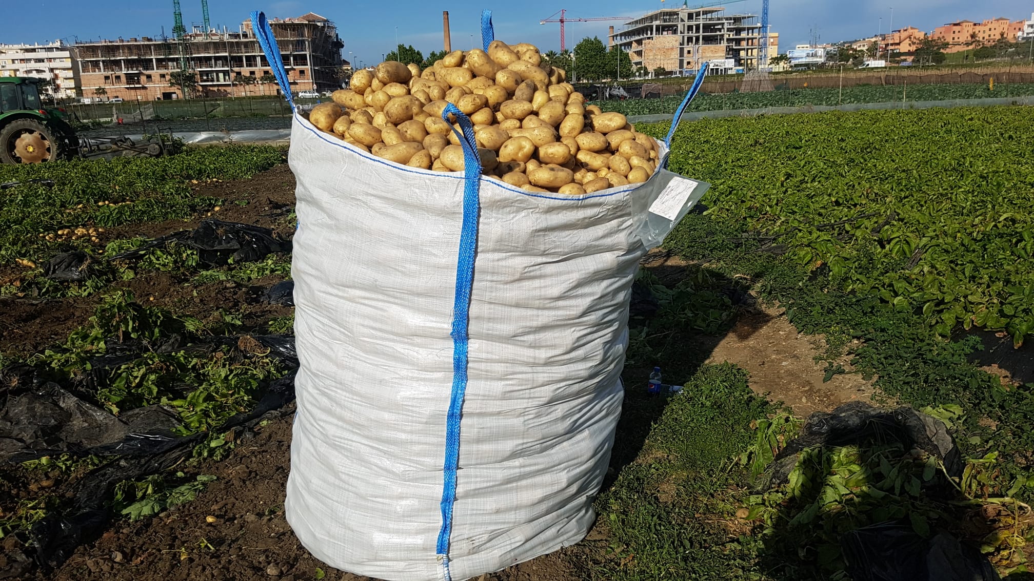 La patata extra temprana de Málaga mantiene sus precios a pesar del cierre de la restauración y la hostelería