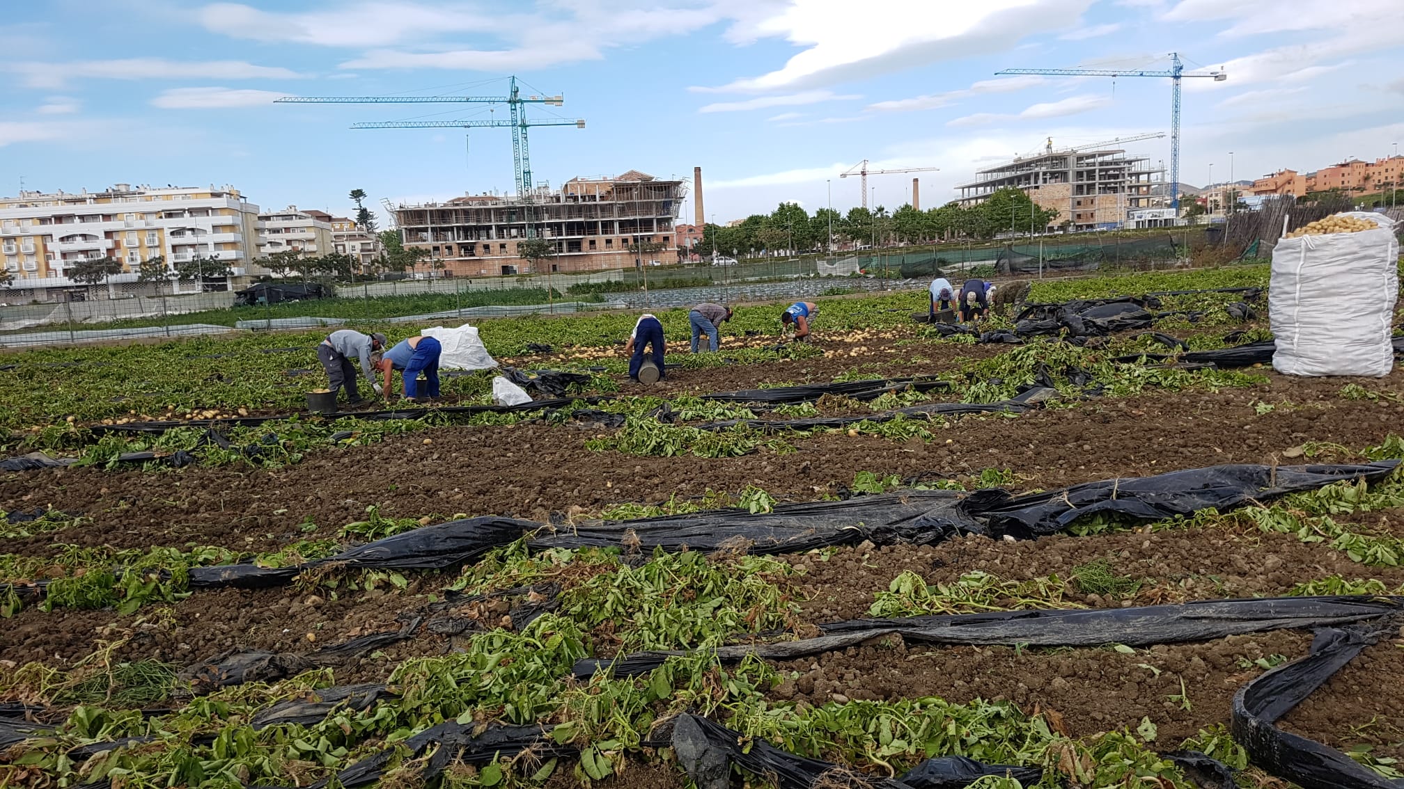 La patata extra temprana de Málaga mantiene sus precios a pesar del cierre de la restauración y la hostelería