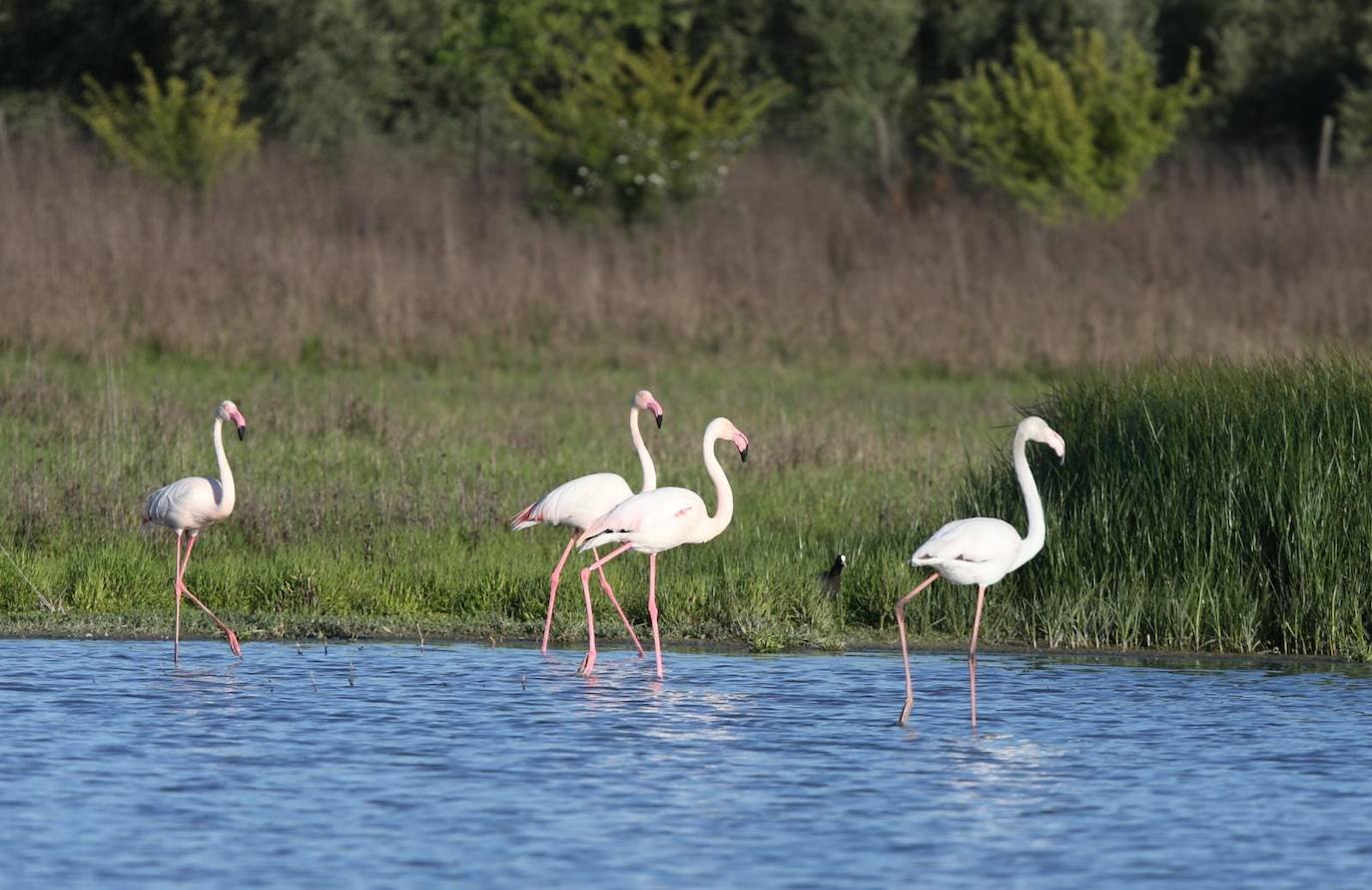 Los flamencos dejan unas estampas espectaculares en Fuente de Piedra 