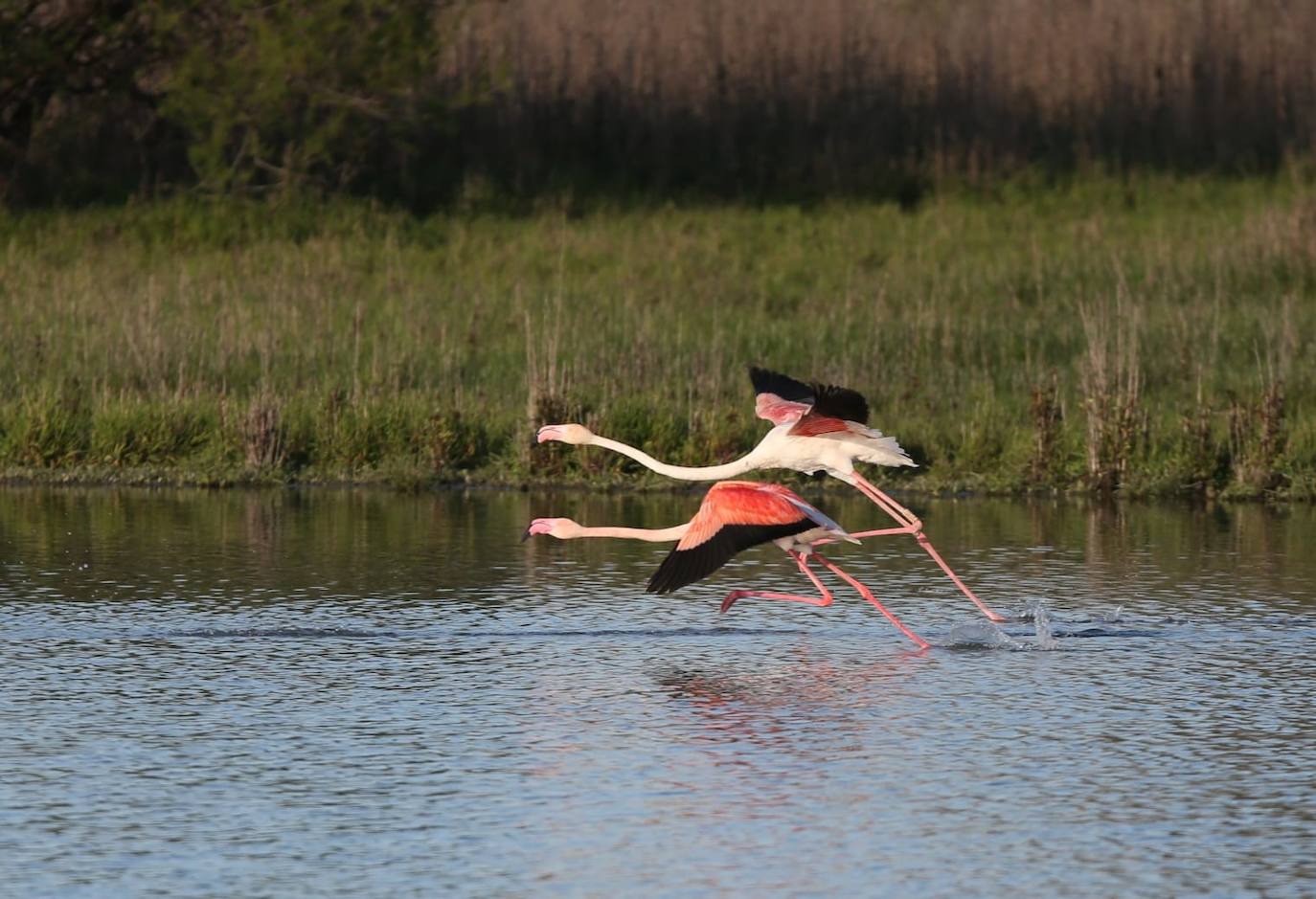 Los flamencos dejan unas estampas espectaculares en Fuente de Piedra 