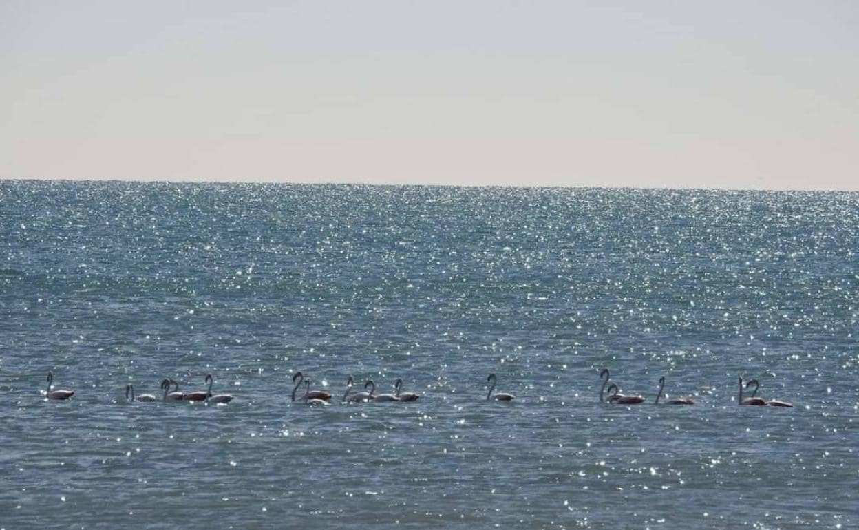 Los flamencos en el agua avistados estos días.