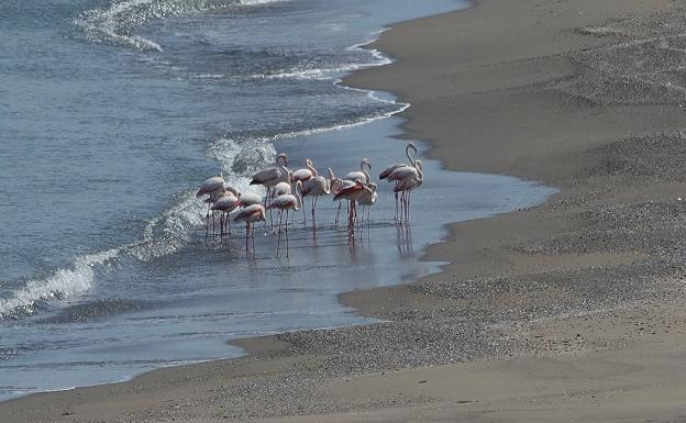 Imagen principal - Una veintena de flamencos hace escala en la playa de La Misericordia de camino a Fuente de Piedra