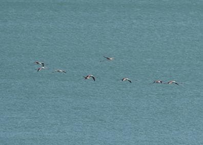 Imagen secundaria 1 - Una veintena de flamencos hace escala en la playa de La Misericordia de camino a Fuente de Piedra