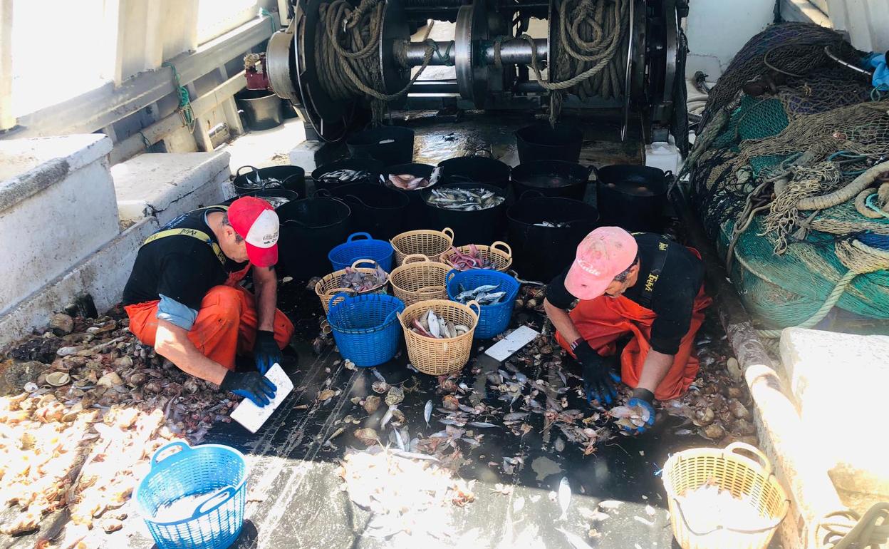 Tripulantes de un barco de arrastre malagueño seleccionando las capturas.
