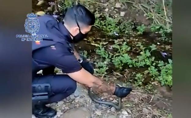 Recuperan una culebra en una playa de Fuengirola y la devuelven a un arroyo próximo