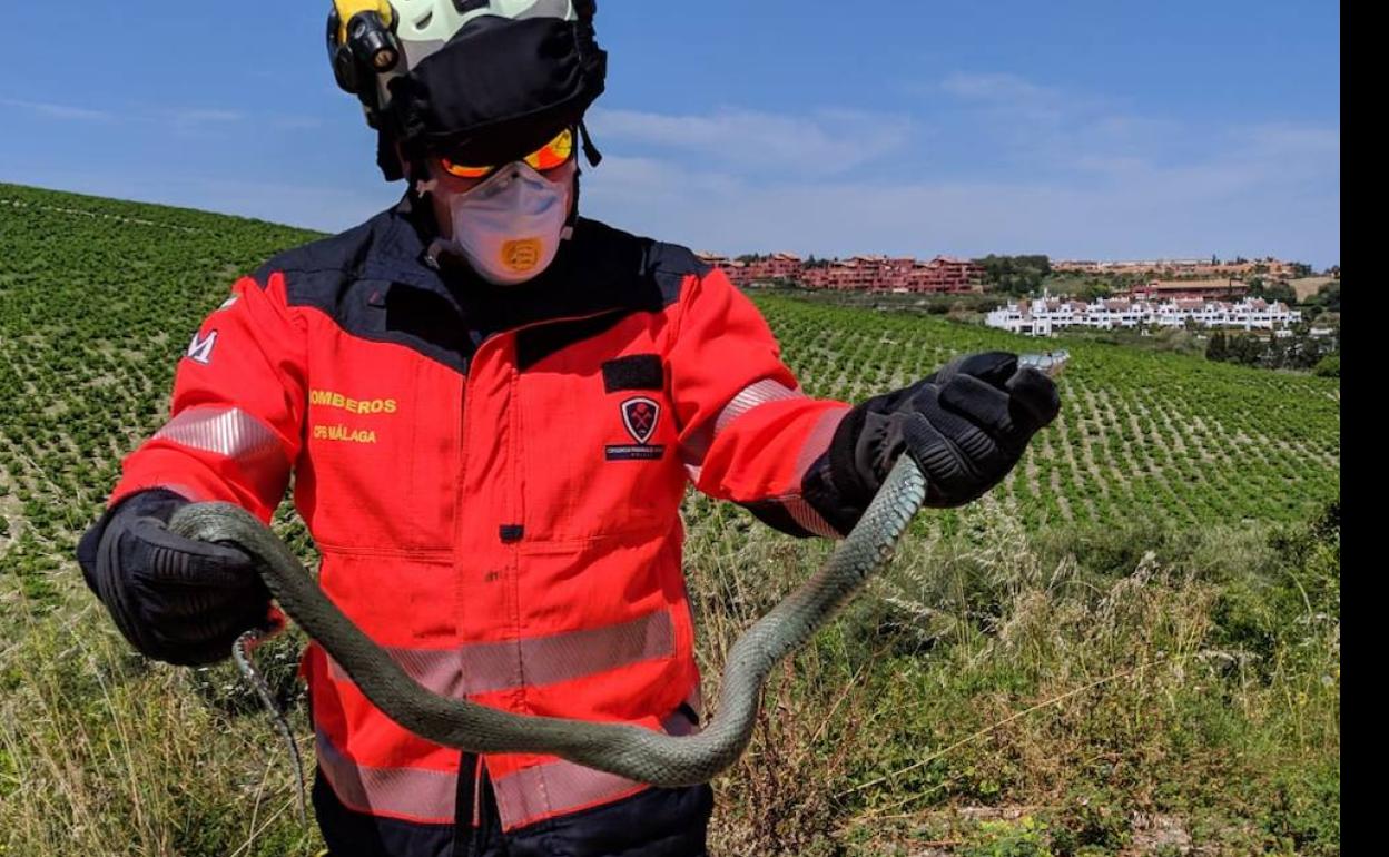 El bombero muestra el tamaño del reptil 