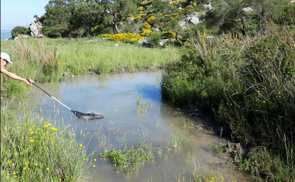 Premian un proyecto para la recuperación de hábitats de anfibios en la Gran Senda de Málaga