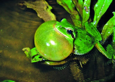 Imagen secundaria 1 - Premian un proyecto para la recuperación de hábitats de anfibios en la Gran Senda de Málaga