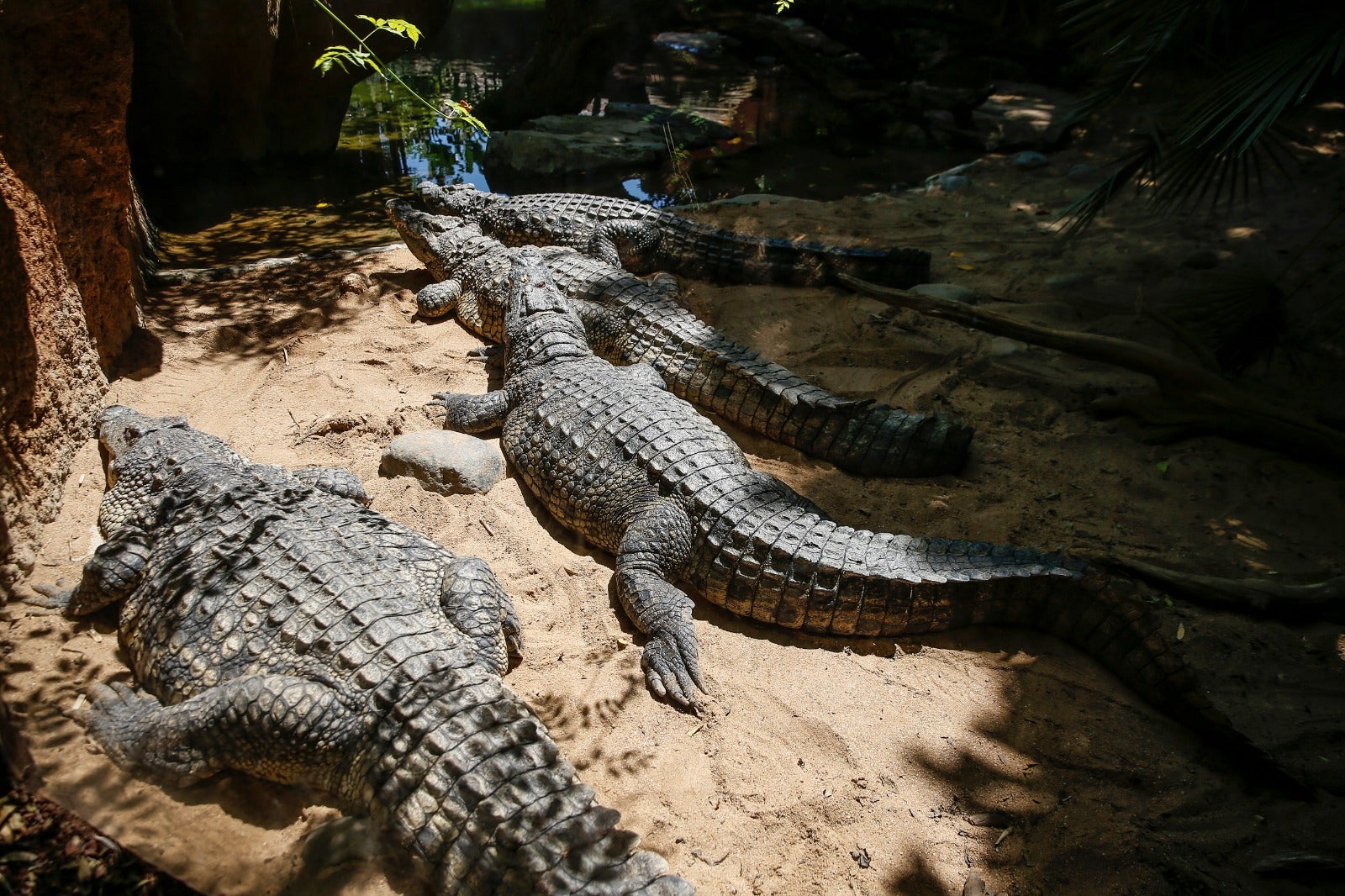 El centro zoológico se convertirá en el primer parque de ocio que abra al público