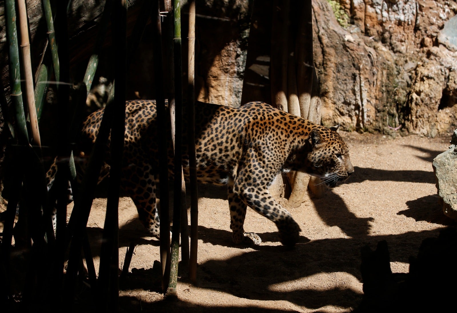 El centro zoológico se convertirá en el primer parque de ocio que abra al público