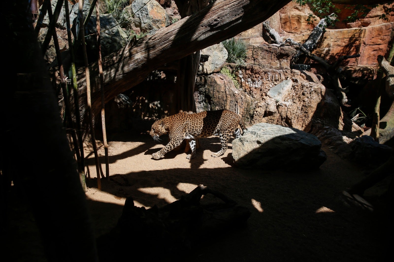 El centro zoológico se convertirá en el primer parque de ocio que abra al público