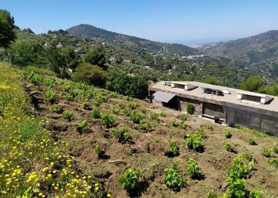 Imagen secundaria 1 - Famiia de vinos de Bentomiz y su bodega