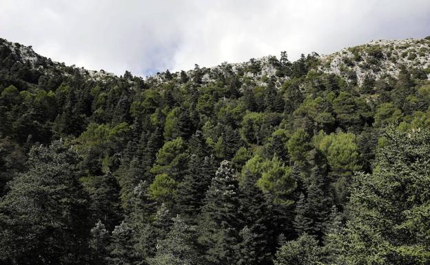 Vista de la Sierra de las Nieves. 