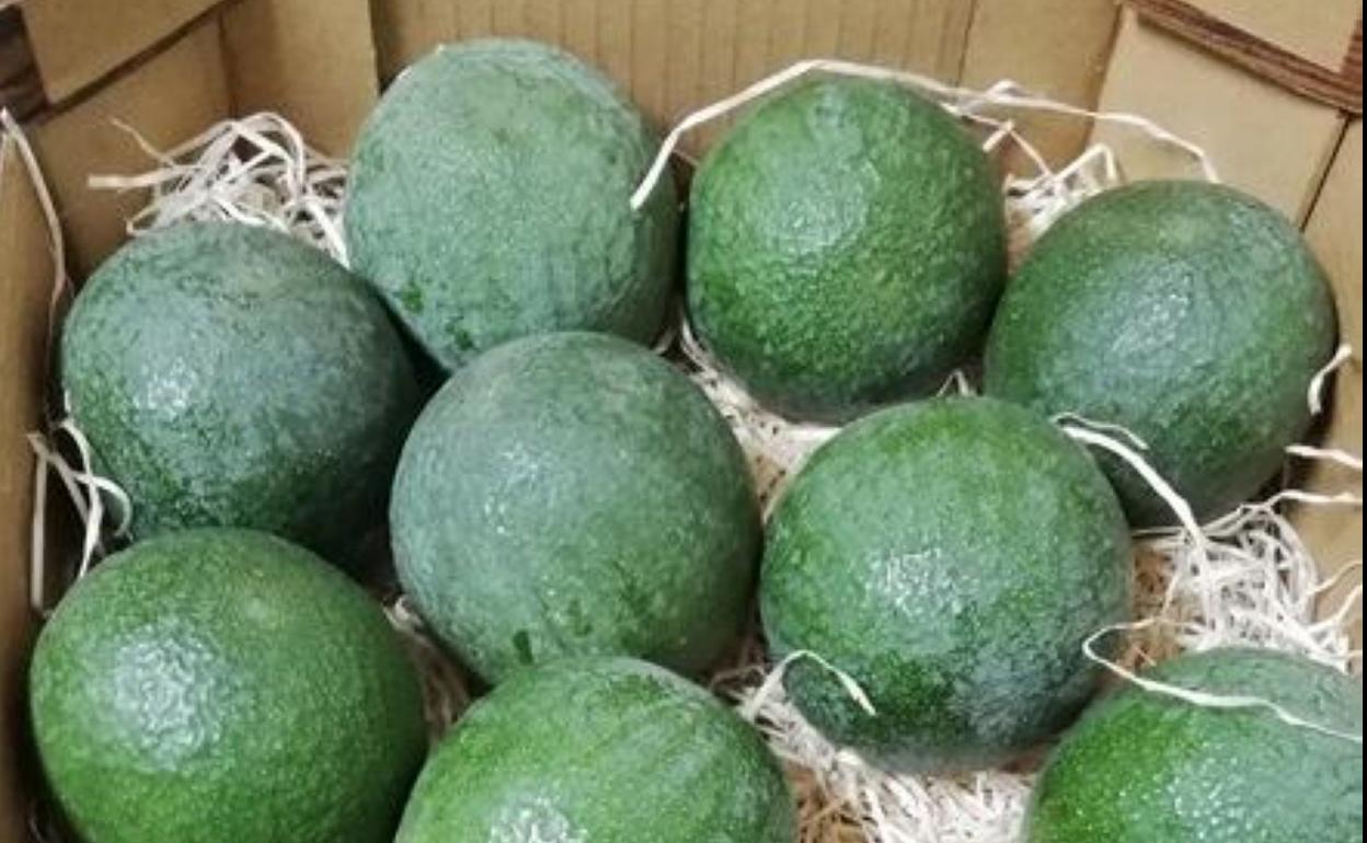 Aguacate Reed, la variedad que se produce en Málaga en verano. 