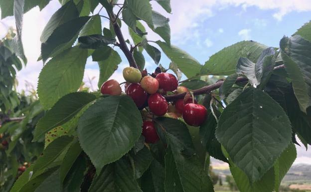 En Alfarnate hay hasta una veintena de variedades de cerezos cultivadas en la actualidad.