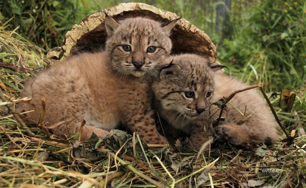 Andalucía cuenta con 9 cachorros más de lince ibérico nacidos en el centro de La Olivilla de Jaén