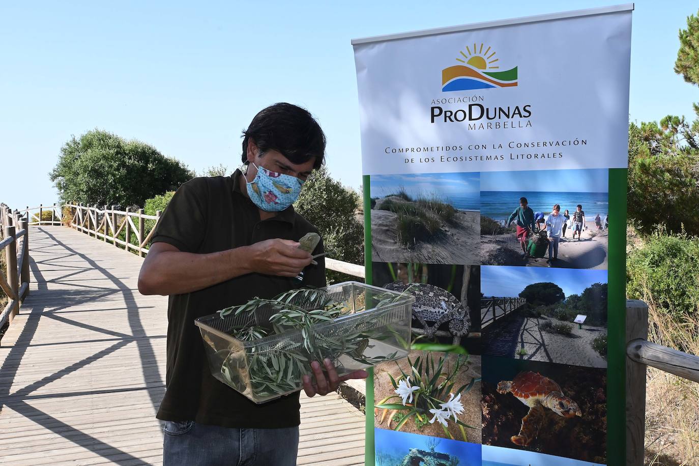 Fotos: Sueltan dos parejas de camaleones en las Dunas de Artola de Marbella