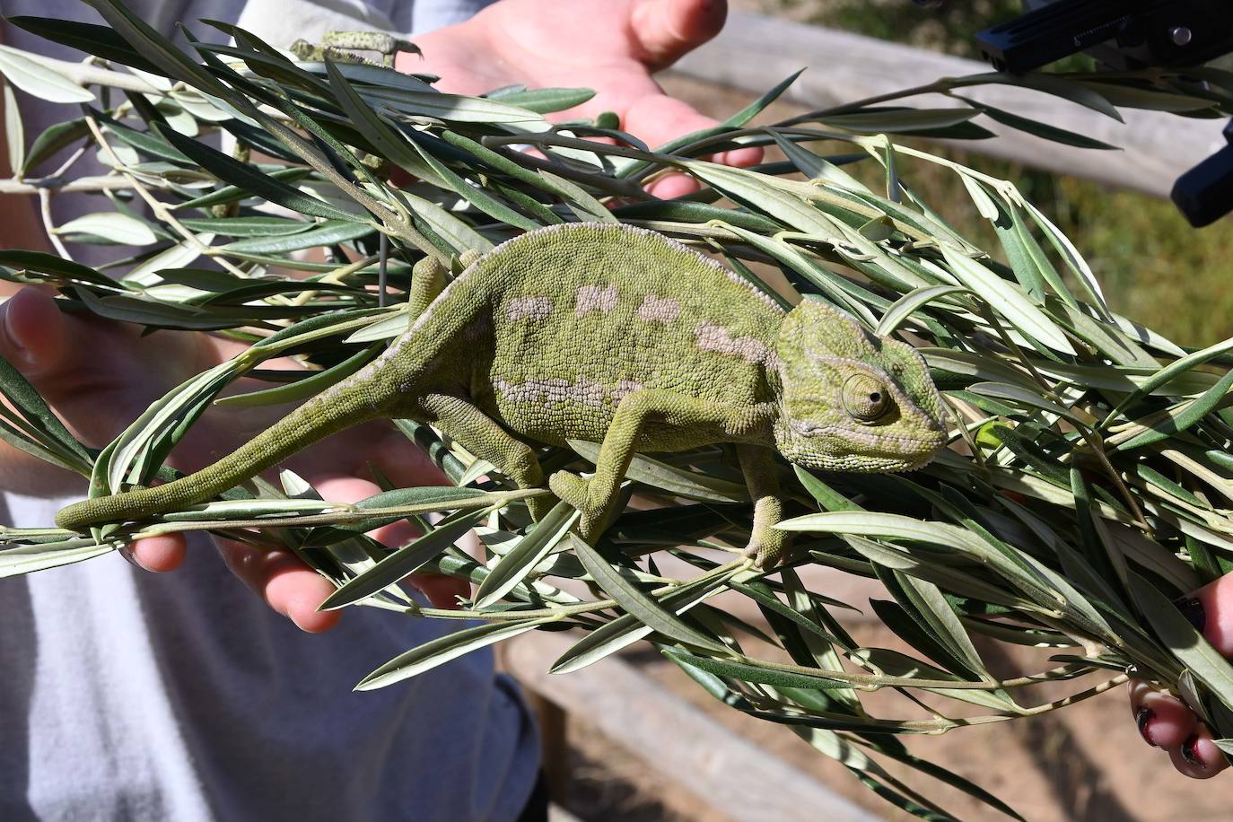 Fotos: Sueltan dos parejas de camaleones en las Dunas de Artola de Marbella