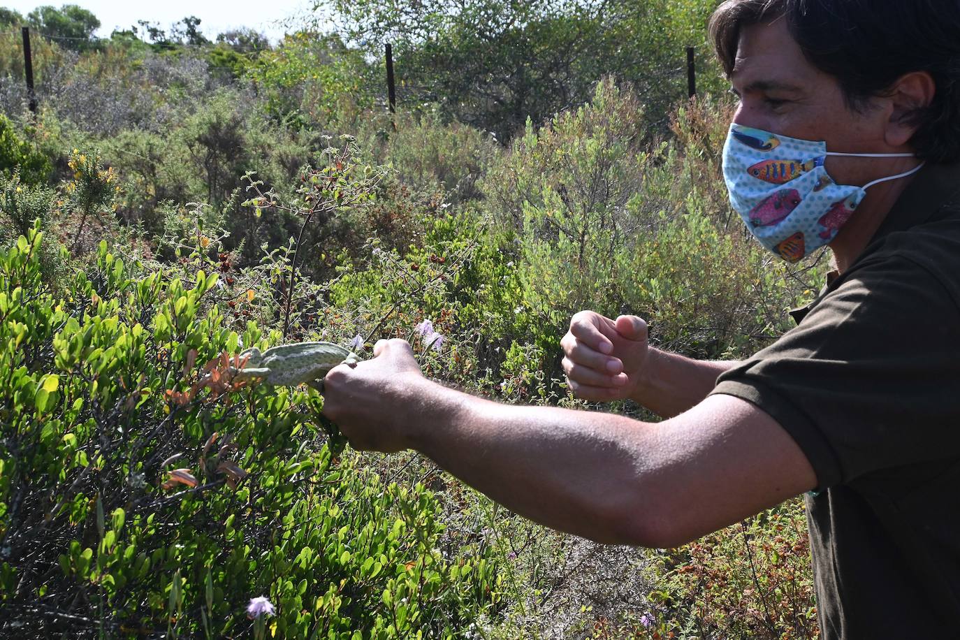 Fotos: Sueltan dos parejas de camaleones en las Dunas de Artola de Marbella