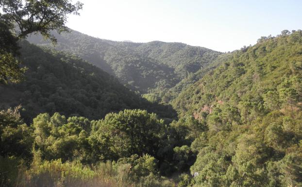 Este tramo del Bajo Genal recorre un frondoso bosque mediterráneo junto a la ribera.