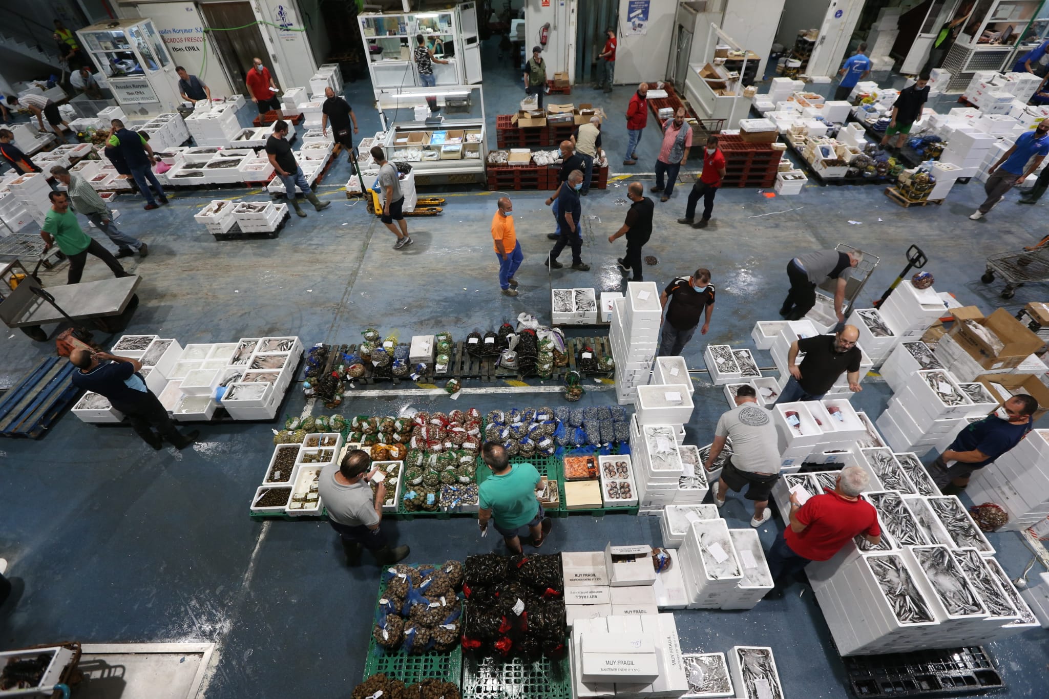 Varios puestos de Mercamálaga, realizan a diario el espectacular despiece de esta especie tan apreciada en el mundo