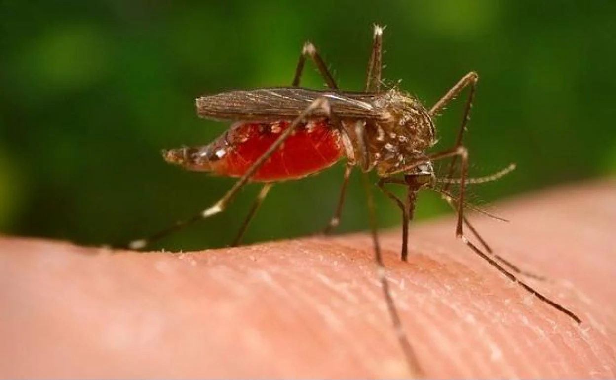 Un ejemplar del Aedes japonicus 