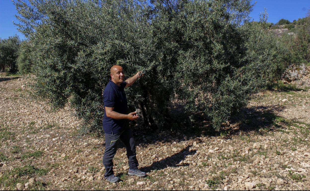 José Chaves: El entusiasta pechero que se mueve entre olivos y pinsapos