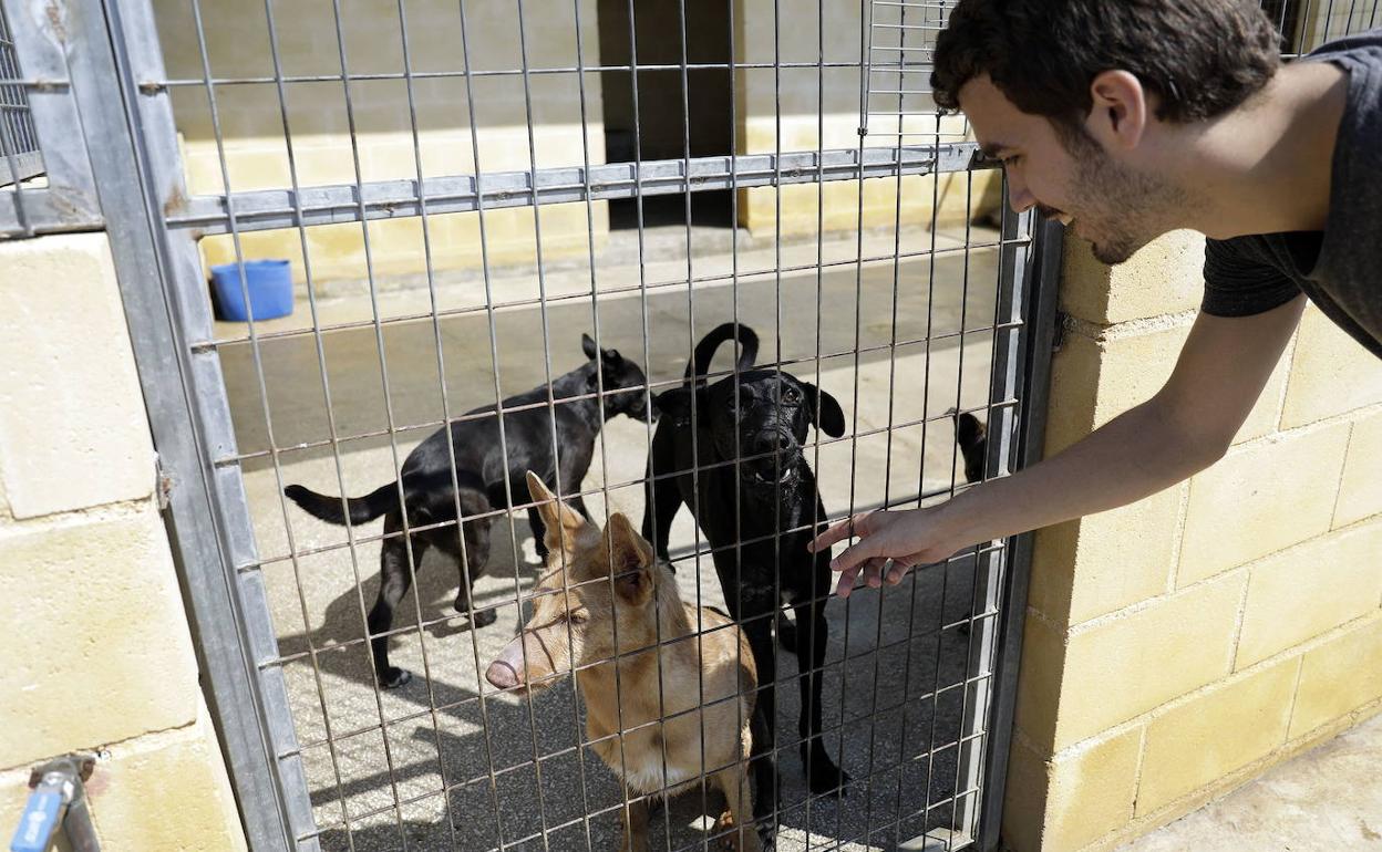 Perros en el refugio de la Protectora de Málaga. 