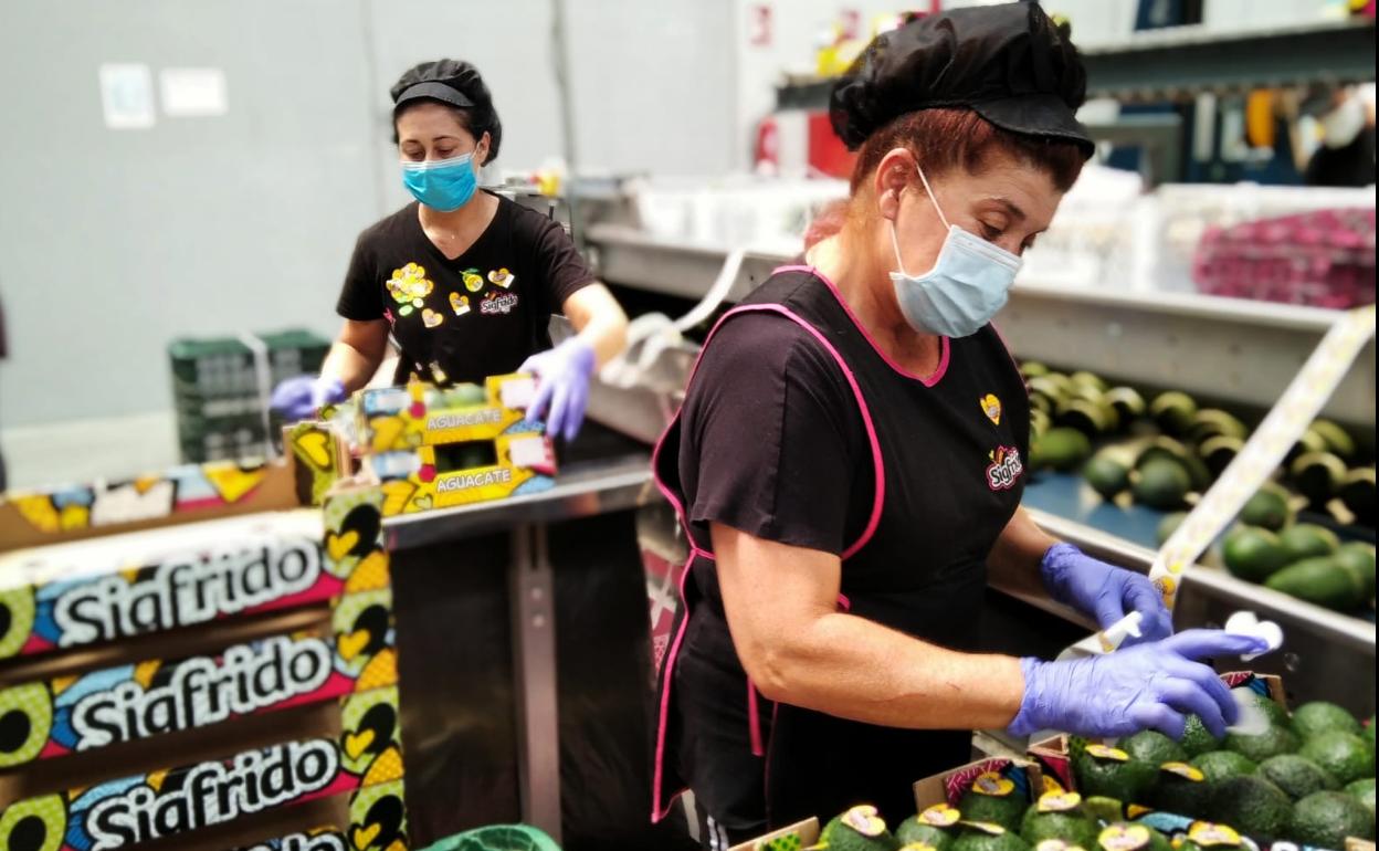 El aguacate se mantiene imparable con un 52,2% más de facturación en esta campaña