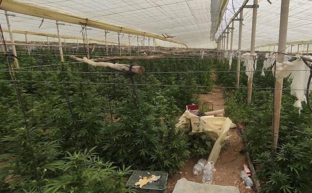 Acondicionar una vivienda para una plantación requiere una inversión inicial de 60.000 a 100.000 euros; los narcos la amortizan con la primera cosecha de marihuana.