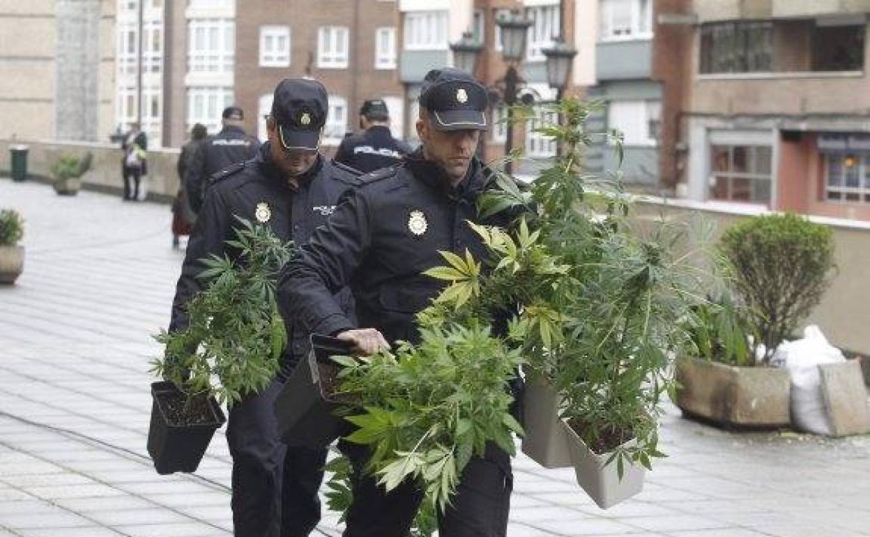 Policías nacionales retiran varias macetas de marihuana. 