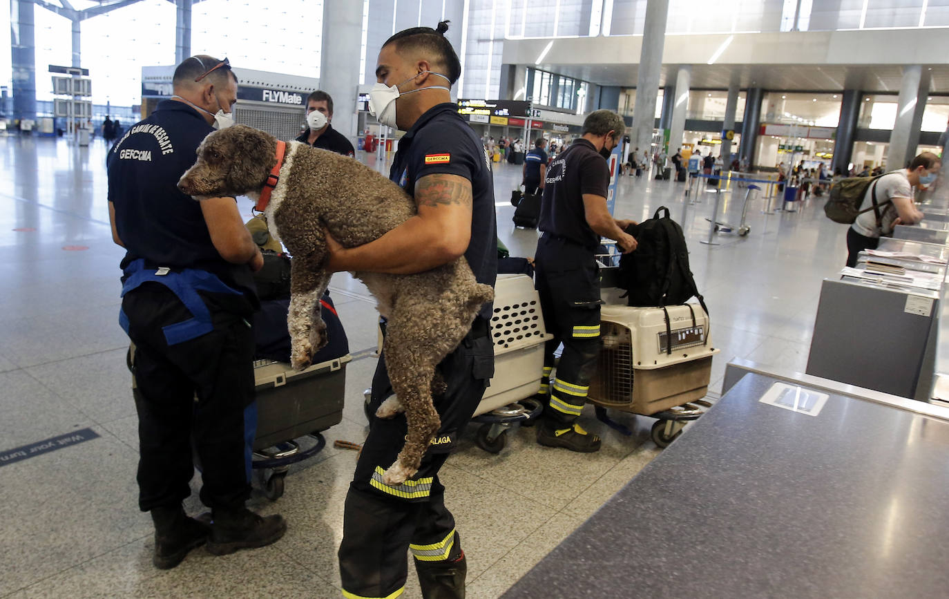 Tres efectivos del Consorcio de Bomberos de Málaga viajan Beirut junto a otros dos compañeros y cuatro perros entrenados para intervenir catástrofes.