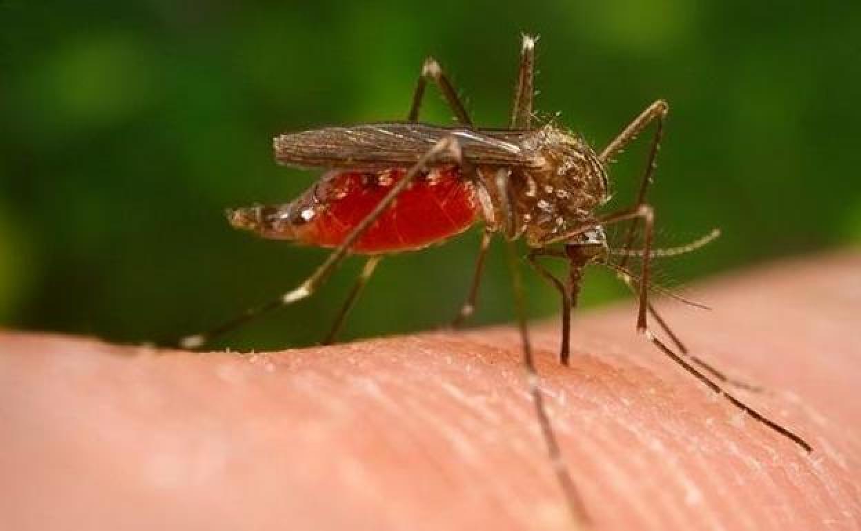 Salud eleva a doce los positivos en Andalucía por el virus del Nilo, transmitido por el mosquito 'Aedes japonicus'