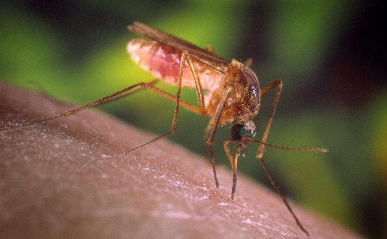 Un mosquito Culex, transmisor de la virus del Nilo.