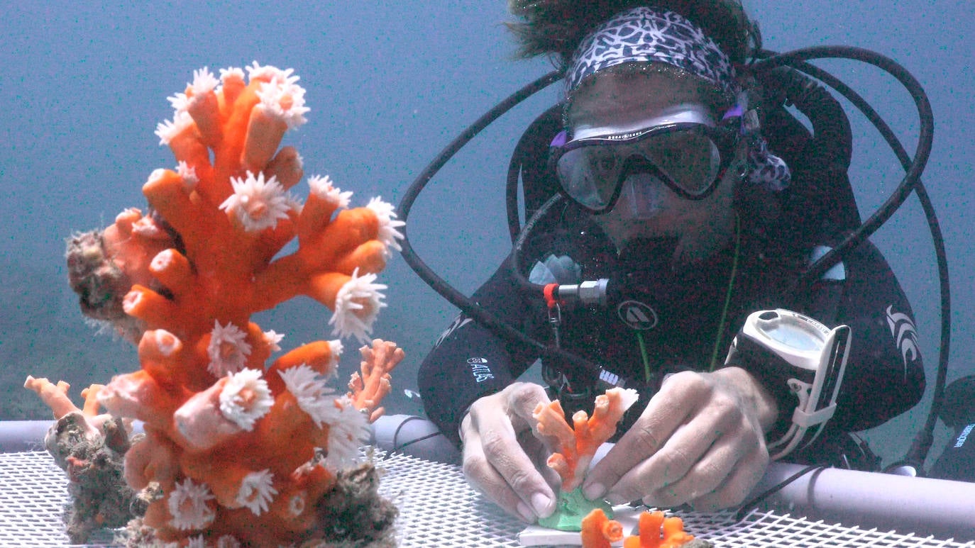 Fotos: Limpieza de los fondos marinos de Málaga para conservar los corales