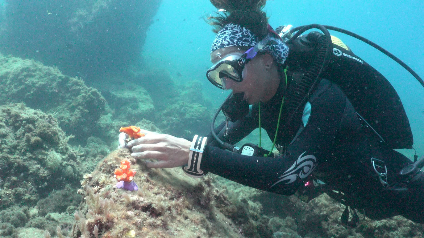 Fotos: Limpieza de los fondos marinos de Málaga para conservar los corales