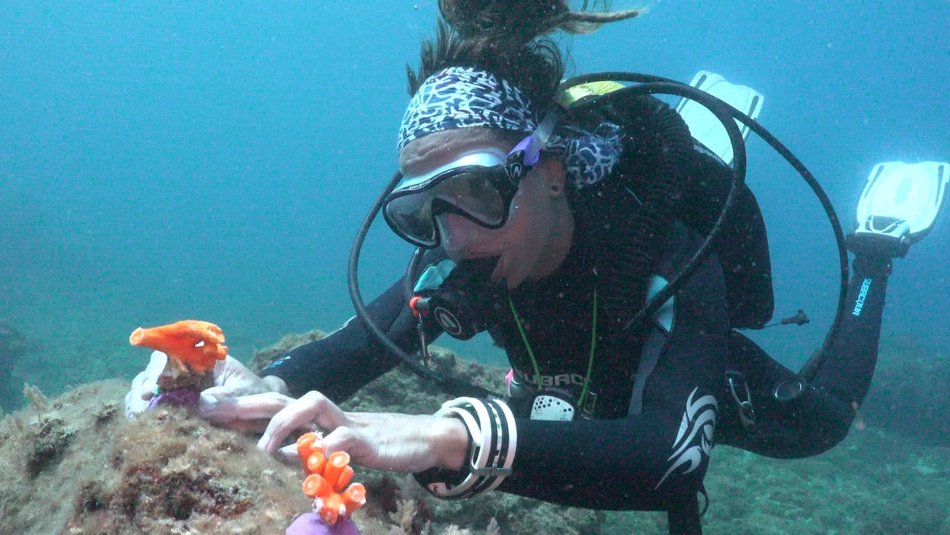Fotos: Limpieza de los fondos marinos de Málaga para conservar los corales