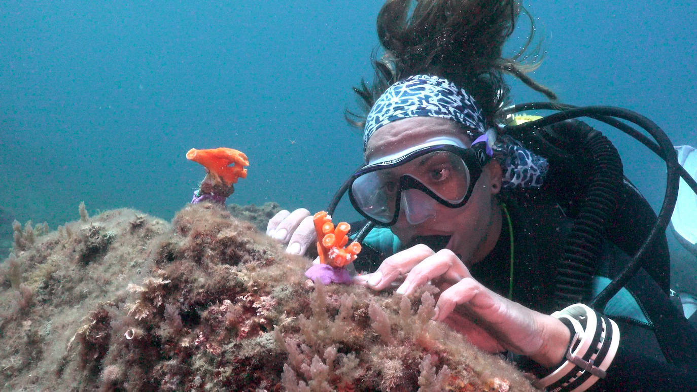 Fotos: Limpieza de los fondos marinos de Málaga para conservar los corales
