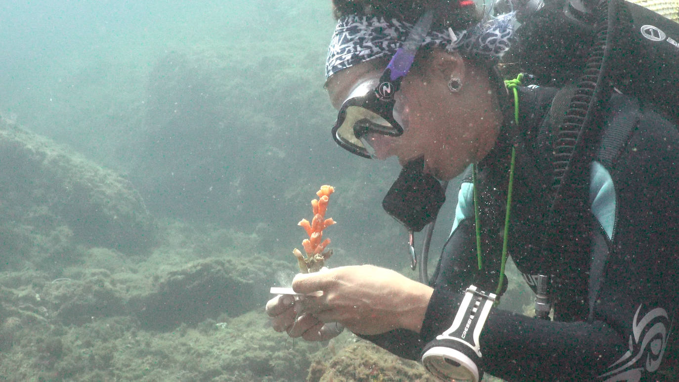 Fotos: Limpieza de los fondos marinos de Málaga para conservar los corales